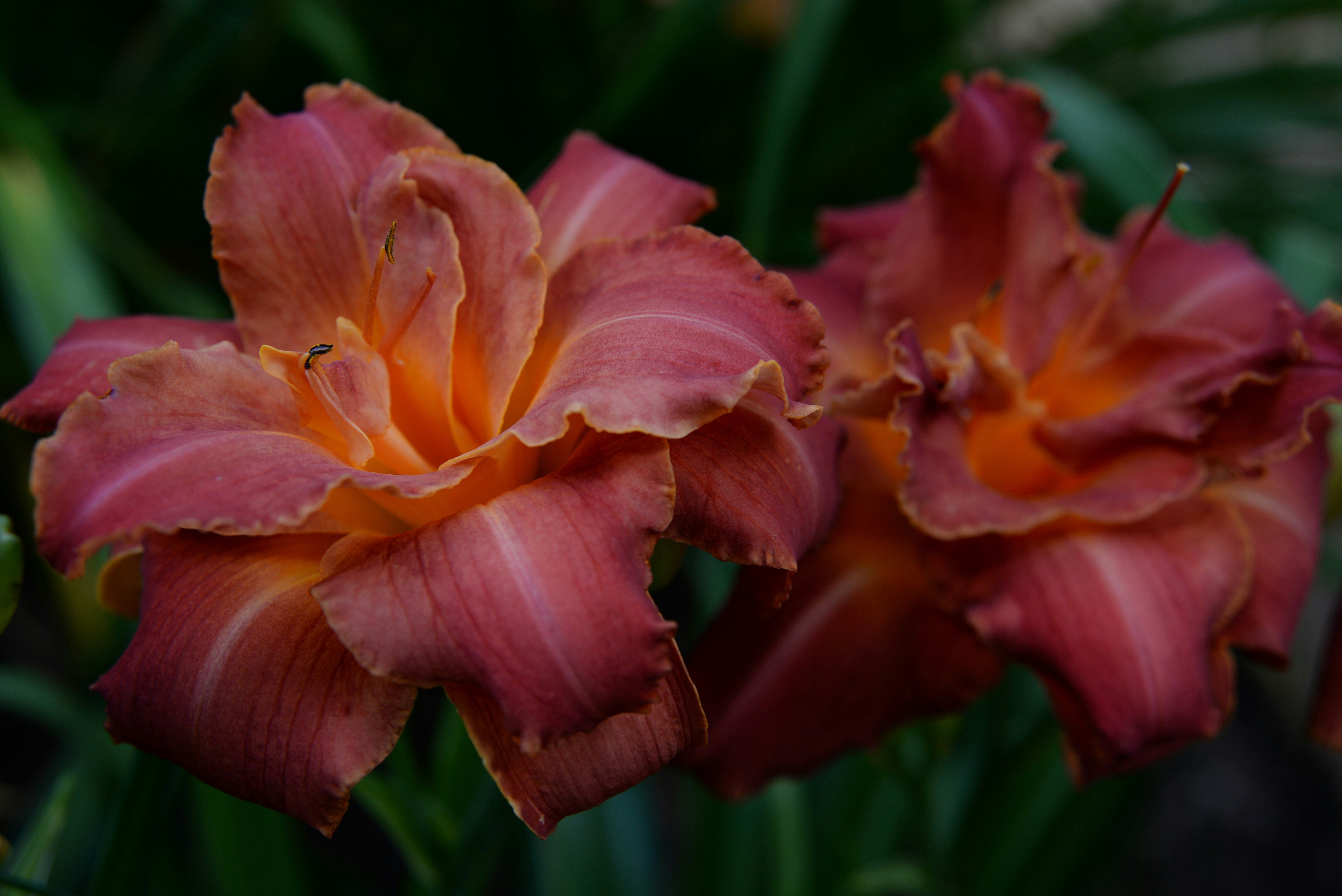 pink and yellow flower in macro shot